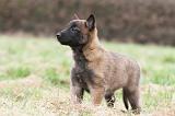 MALINOIS 836